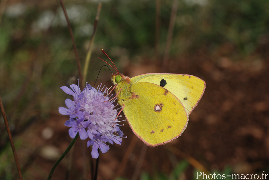 Colias hyale